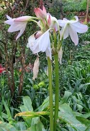 Crinum latifolium flower9.jpg